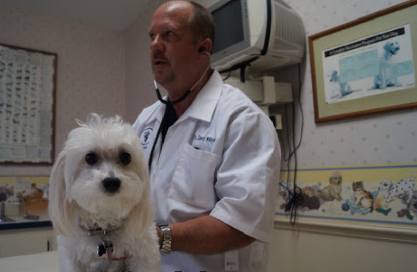 dogs health issue in united states