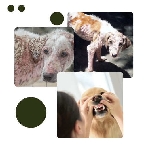 pets daily fitness - dogs skin problems