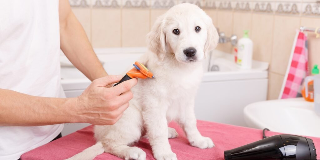 Top 2 Pets Grooming Services Providers in New York, NY