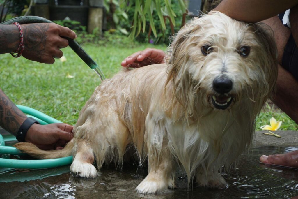 dogs