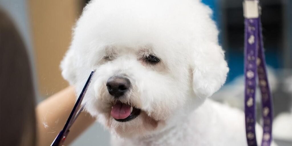 dog groomers Rugby
