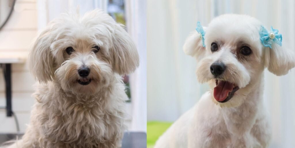 dog groomers Rugby